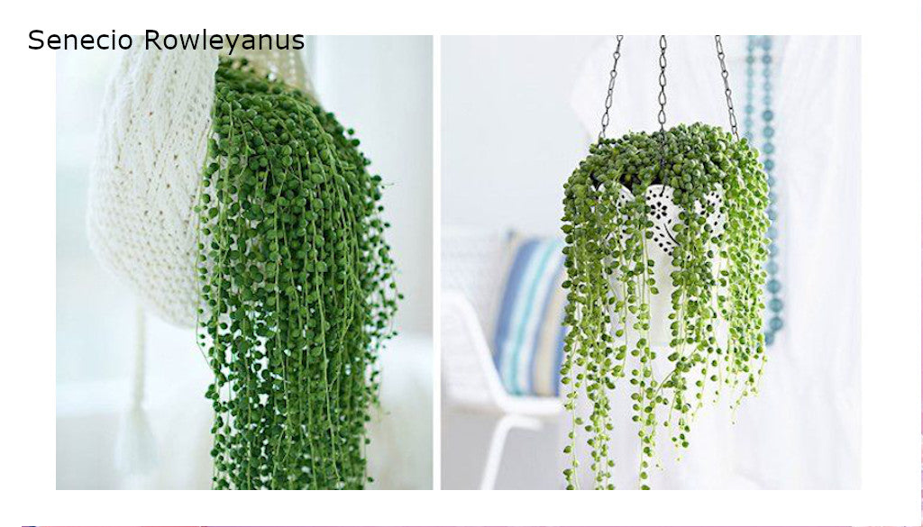 Plantes Faciles d'entretien - Senecio Rowleyanus - Atelier Macramé