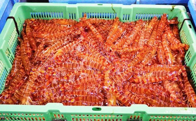 沖繩久米島産冷凍車海老250g 刺身級生食用 Okinawa Arakaki Market