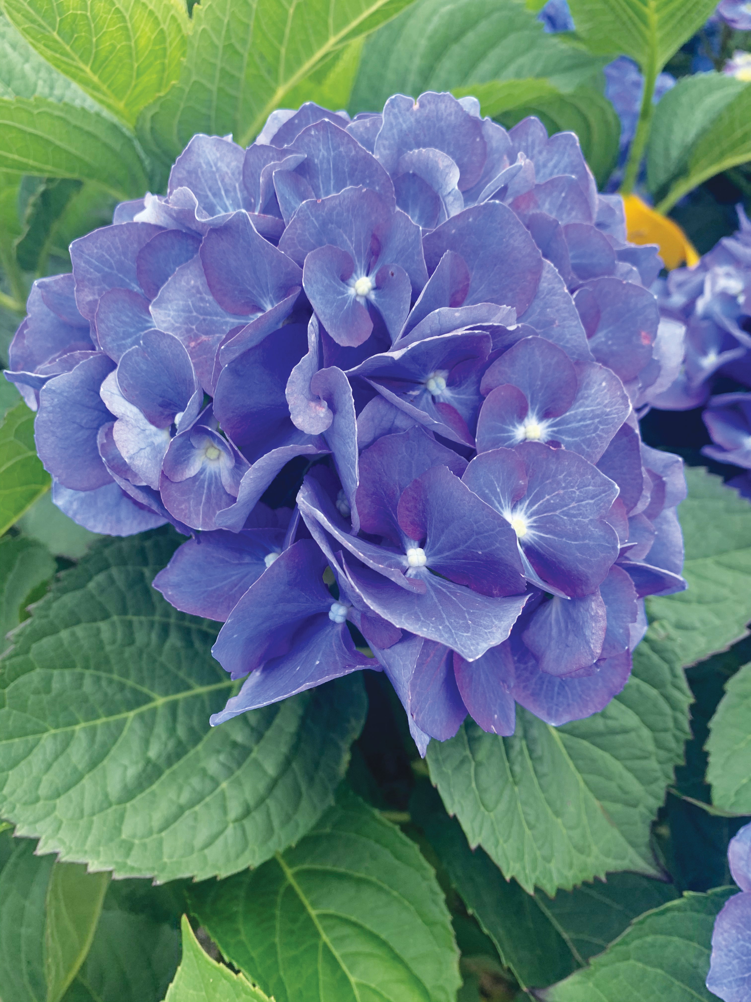 Hydrangea Forever & Ever® Blue Heaven – Jardin Mahoney