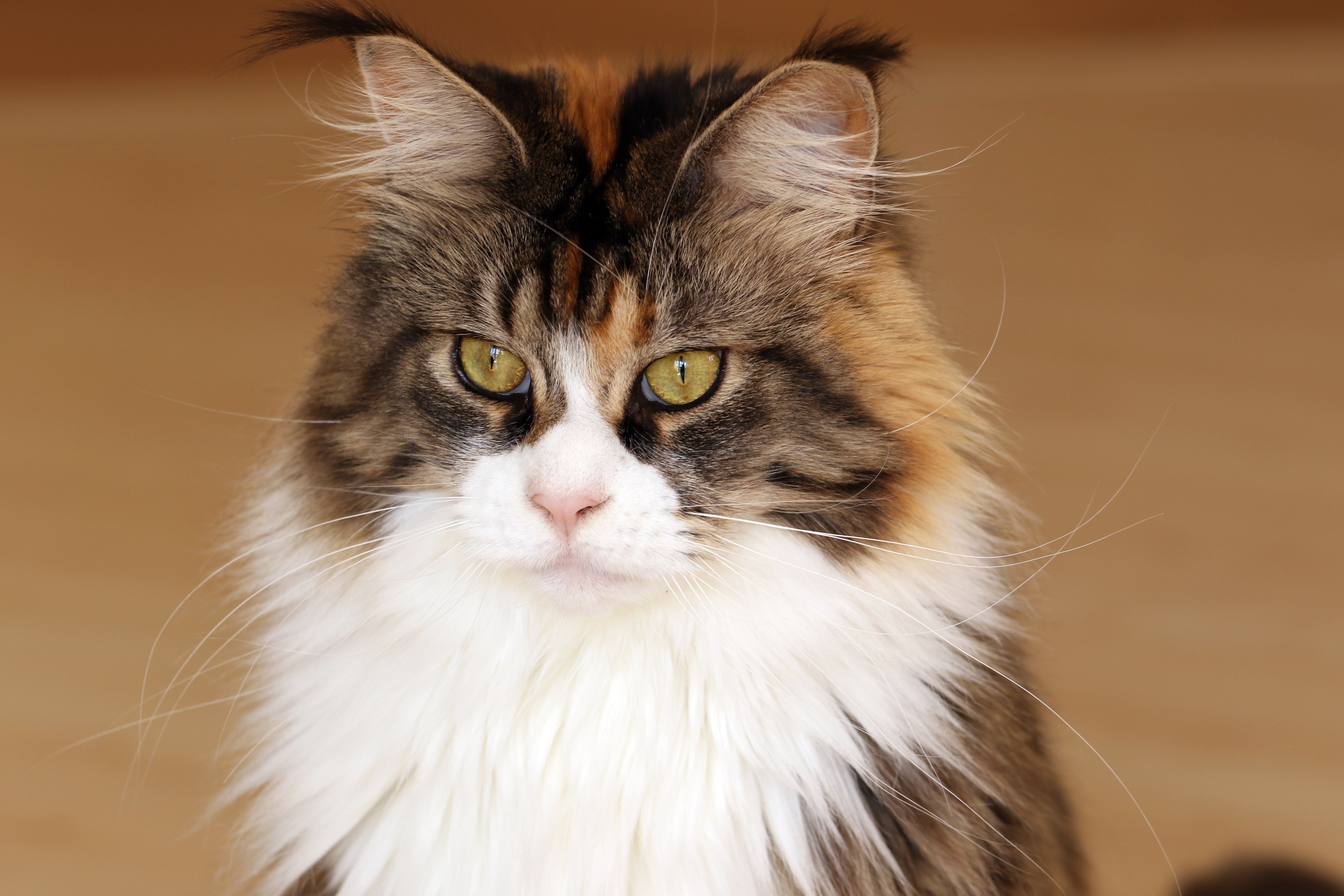 A tricolor cat with long fur
