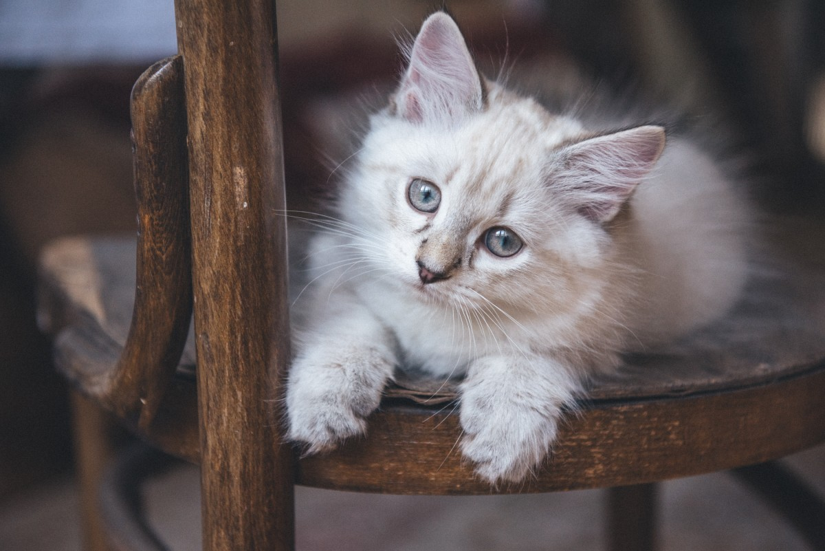 Blood groups in cats: Cream tabby cat with blue eyes on a wooden chair