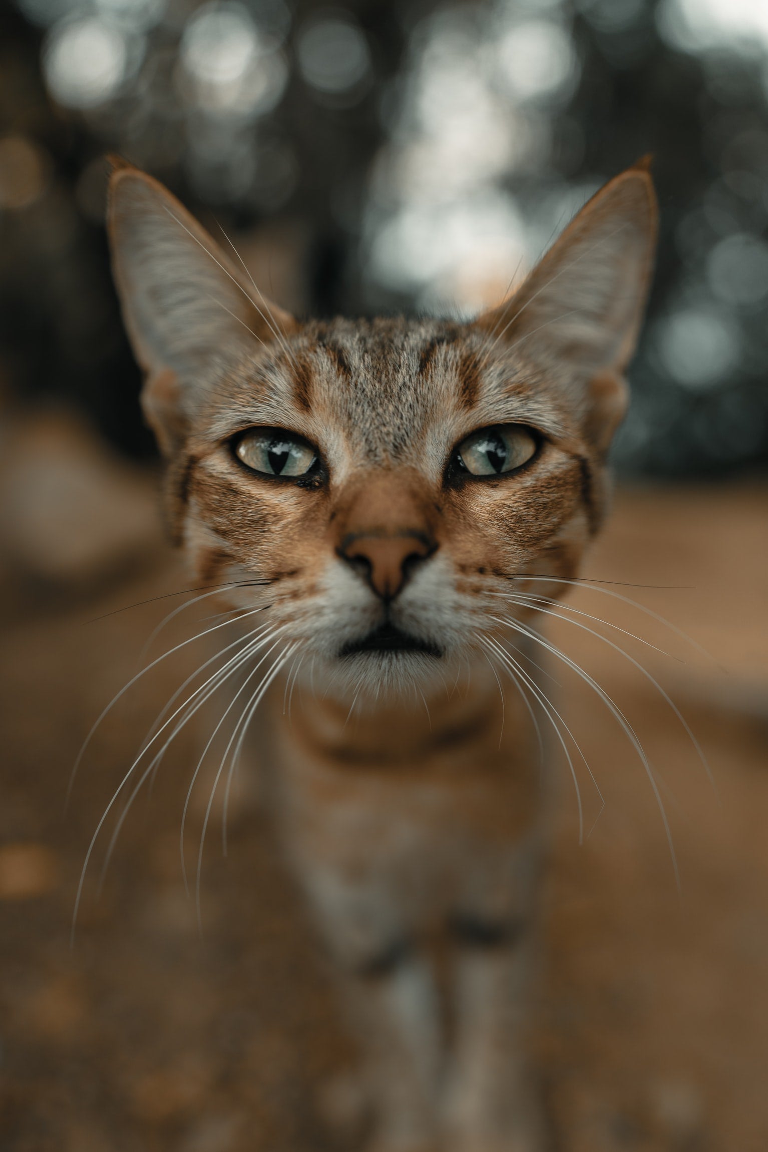 curious cute brown tabby cat