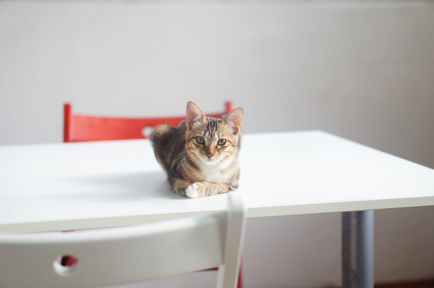 cute tabby cat laying on a white table with white and red chairs