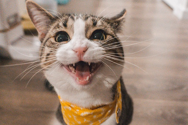 A tabby and white cat with yellow collar meowing