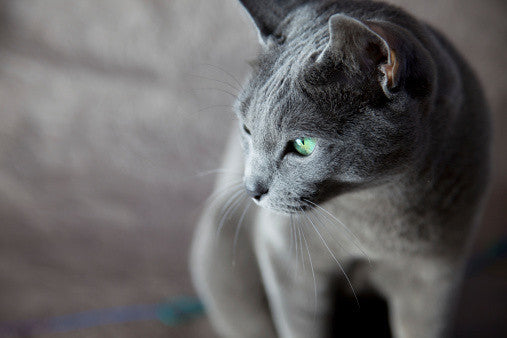 russian blue