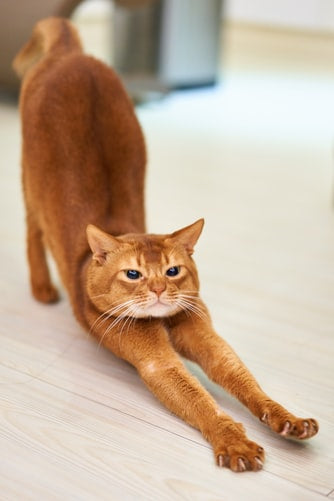 Abyssinian