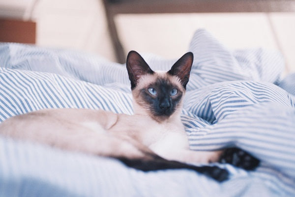 Siamese cat with large ears and blue crossed eyes laying on a blue blanket