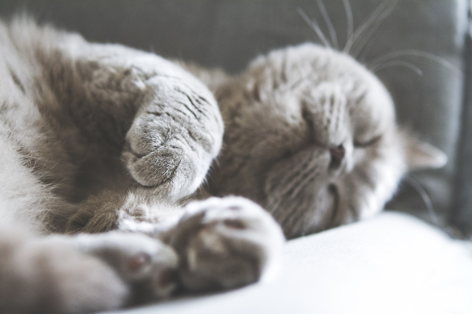 cute gray cat sleeping