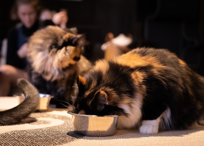 cute calico cat eating: allergic cats may have allergies to certain foods