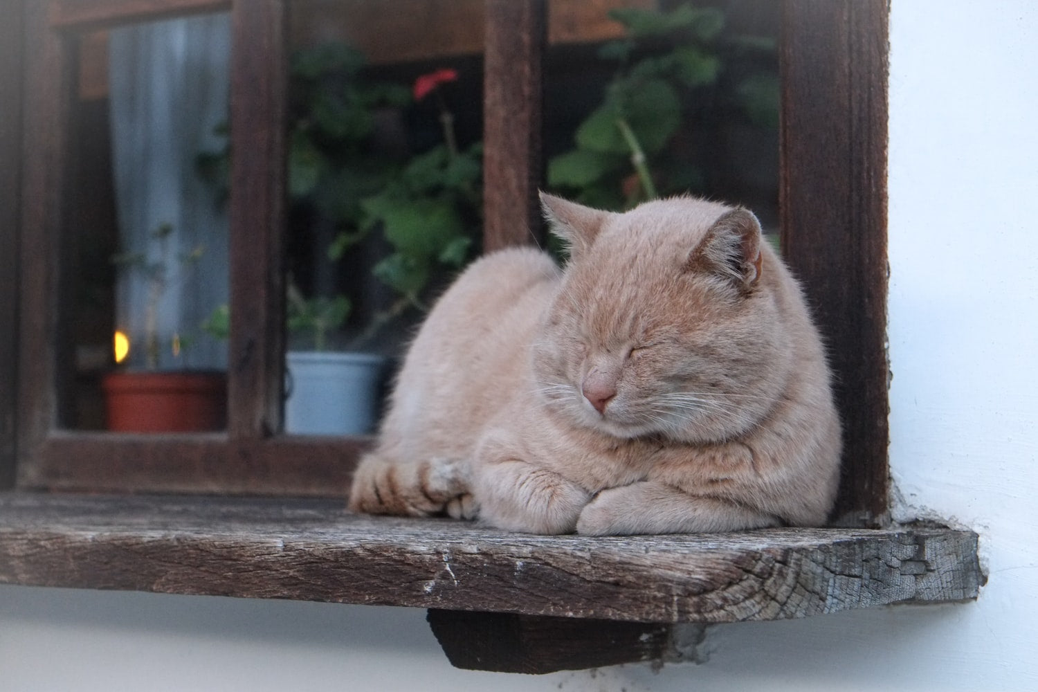 Cute buff cat sleeping on a wooden window