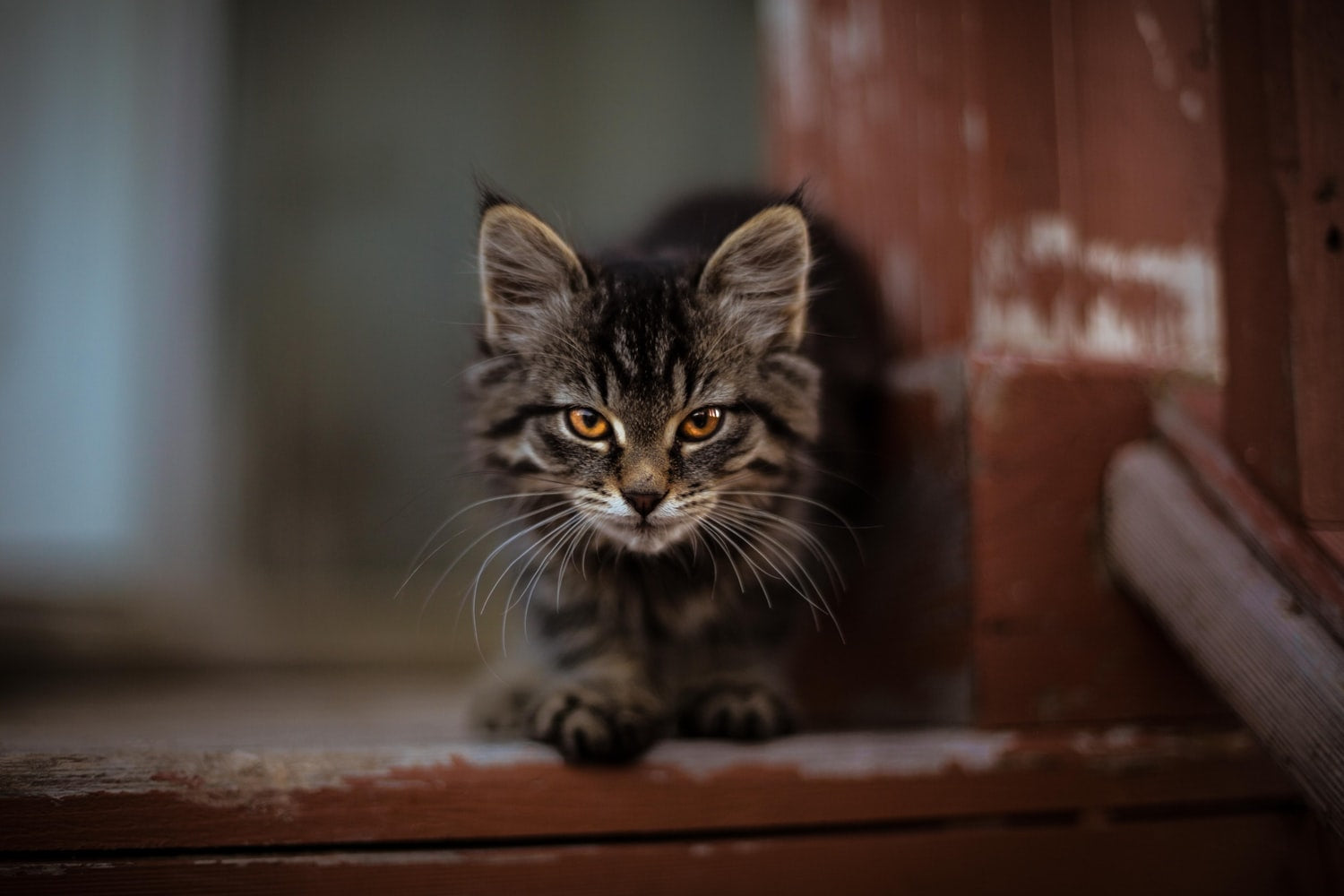 cute tabby long-haired cat with yellow eyes