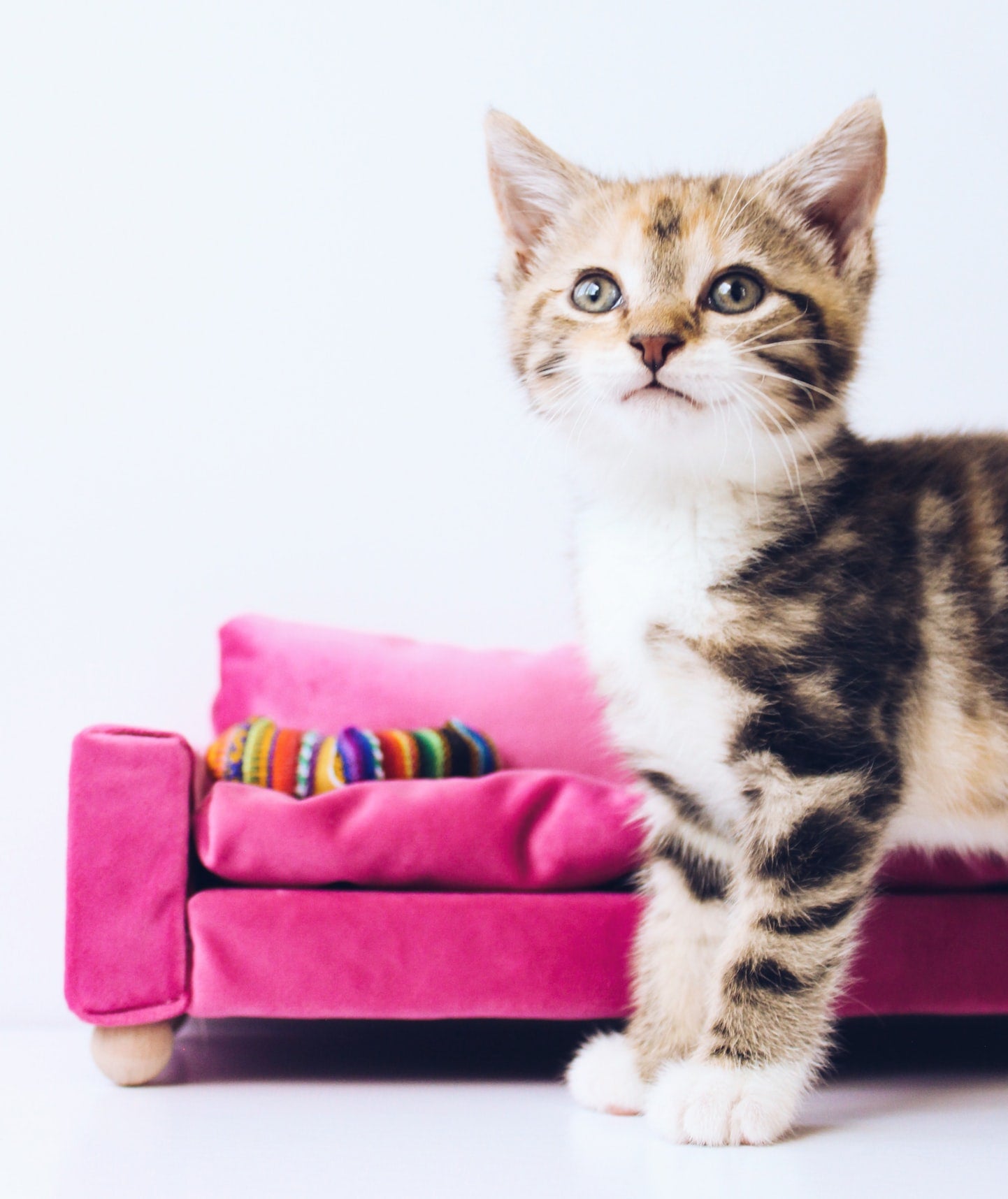 cute tabby kitten with pink couch in the background