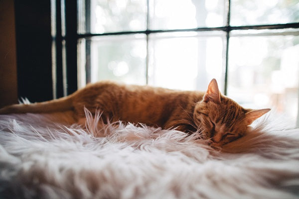 cute orange tabby cat sleeping by the window