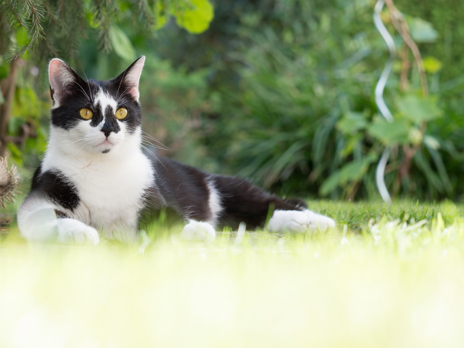 cute black and white cat with yellow eyes in nature