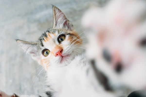 a tricolor cat reaching out with paws