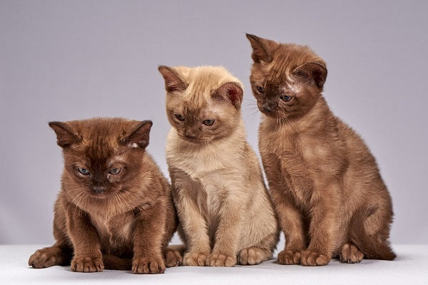 Three Burmese Kittens Sitting