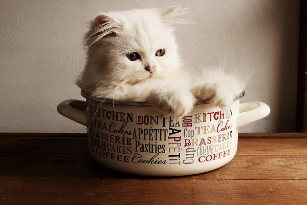 A white persian kitten sitting in a pot