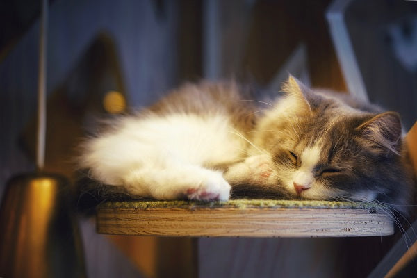 cute gray and white fluffy cat sleeping on a wooden chair