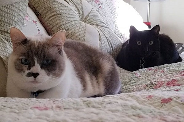 Basepaws cat OliveJune (right) with her sister LilyRose (left)