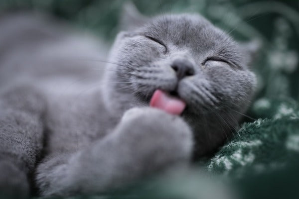 cute gray cat on a green blanket licking its paw