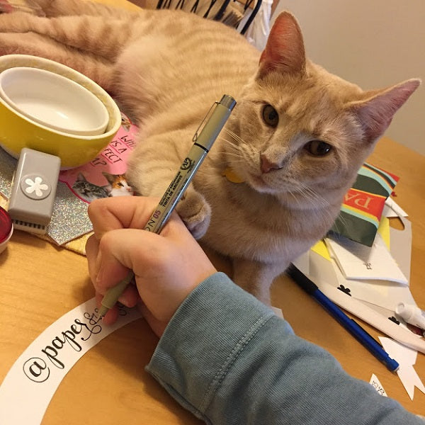 buff tabby cat named charlotte crafting with her owner