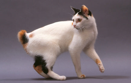 A tricolor cat with a body-type mutation bobbed tail