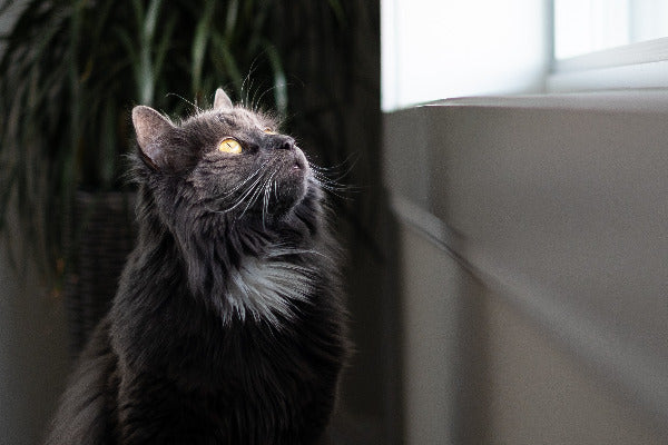 gray cat with yellow eyes looking up