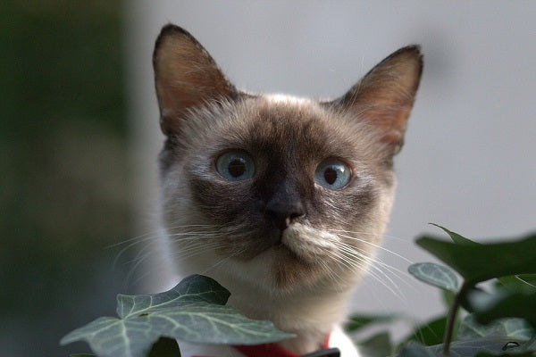 Burmese Cat Breed Blue Eyes 