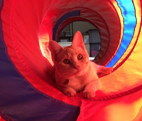 buff tabby cat named charlotte playing in the cat tunnel