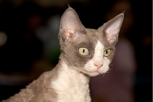 gray and white curly devon rex sitting and looking into space