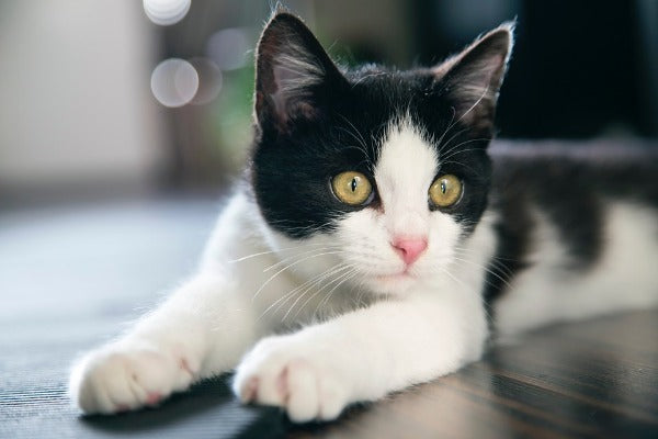 bicolor black and white cat with yellow eyes
