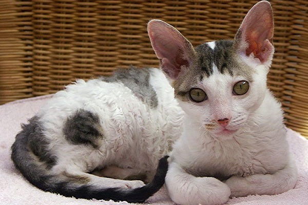 A biocolor curly cat