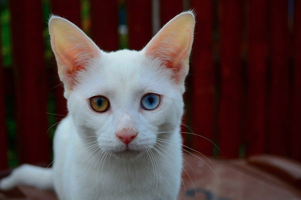 A white cat with heterochromia