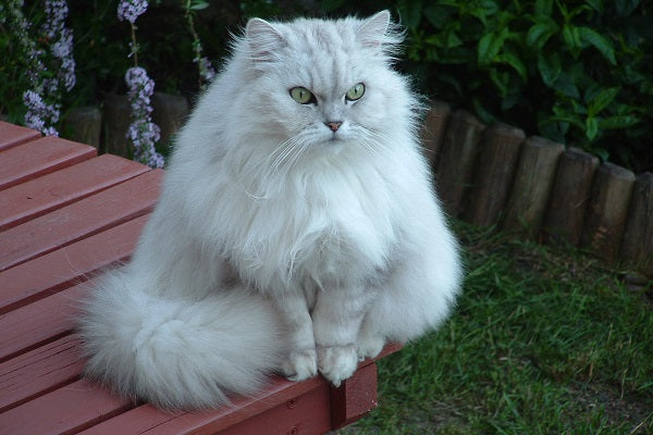 A fluffy overweight cat