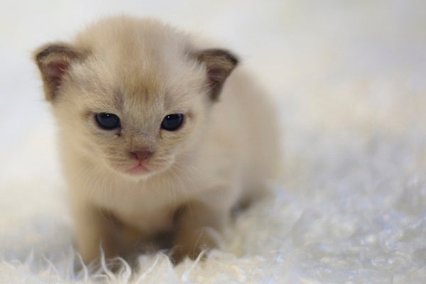 Burmese Kitten Young Cute