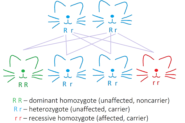 recessive inheritance in cats scheme