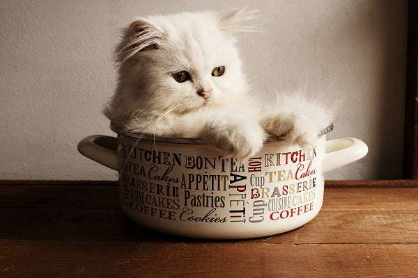 A white Persian kitten sitting in a pot