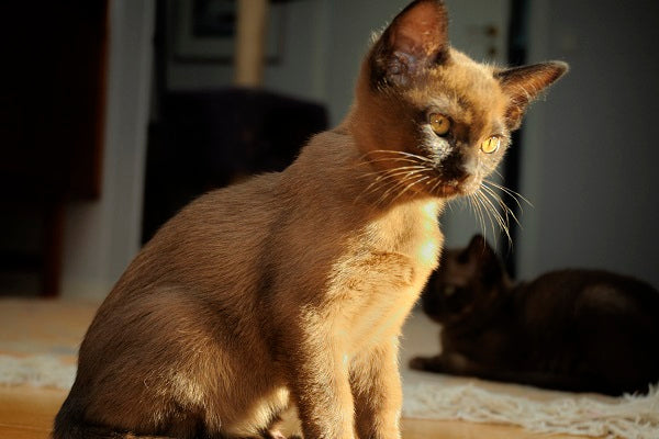 Burmese Cat Breed 