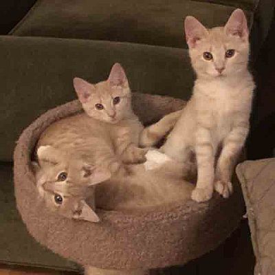 three buff tabby kittens, one of which is Basepaws cat Charlotte