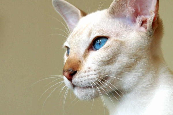 Siamese is one of the most vocal cat breeds