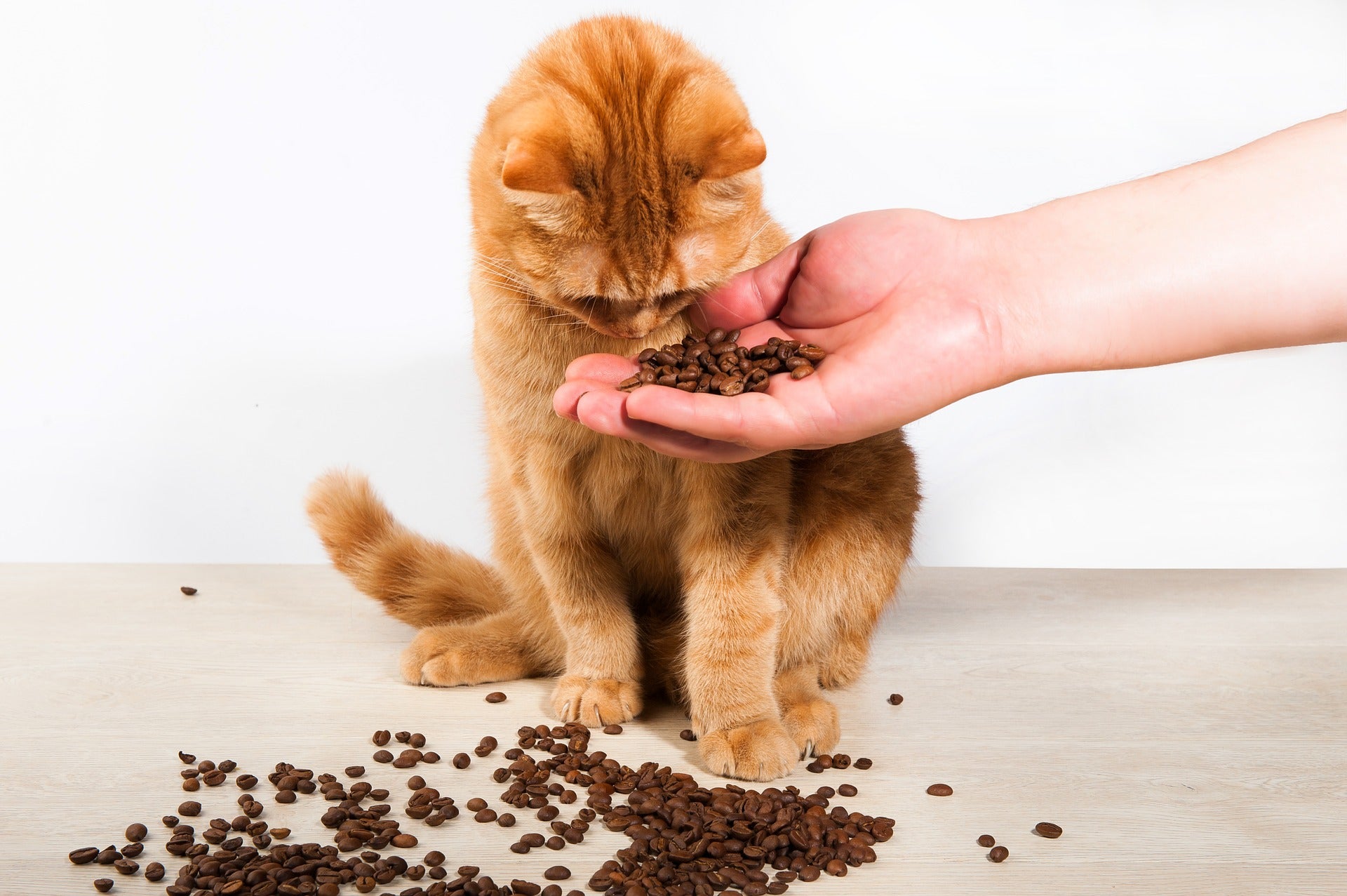 Top kitty no-no's: Your cat should not eat/drink coffee