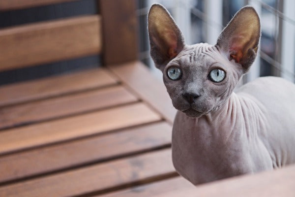 Sphynx is one of the most vocal cat breeds