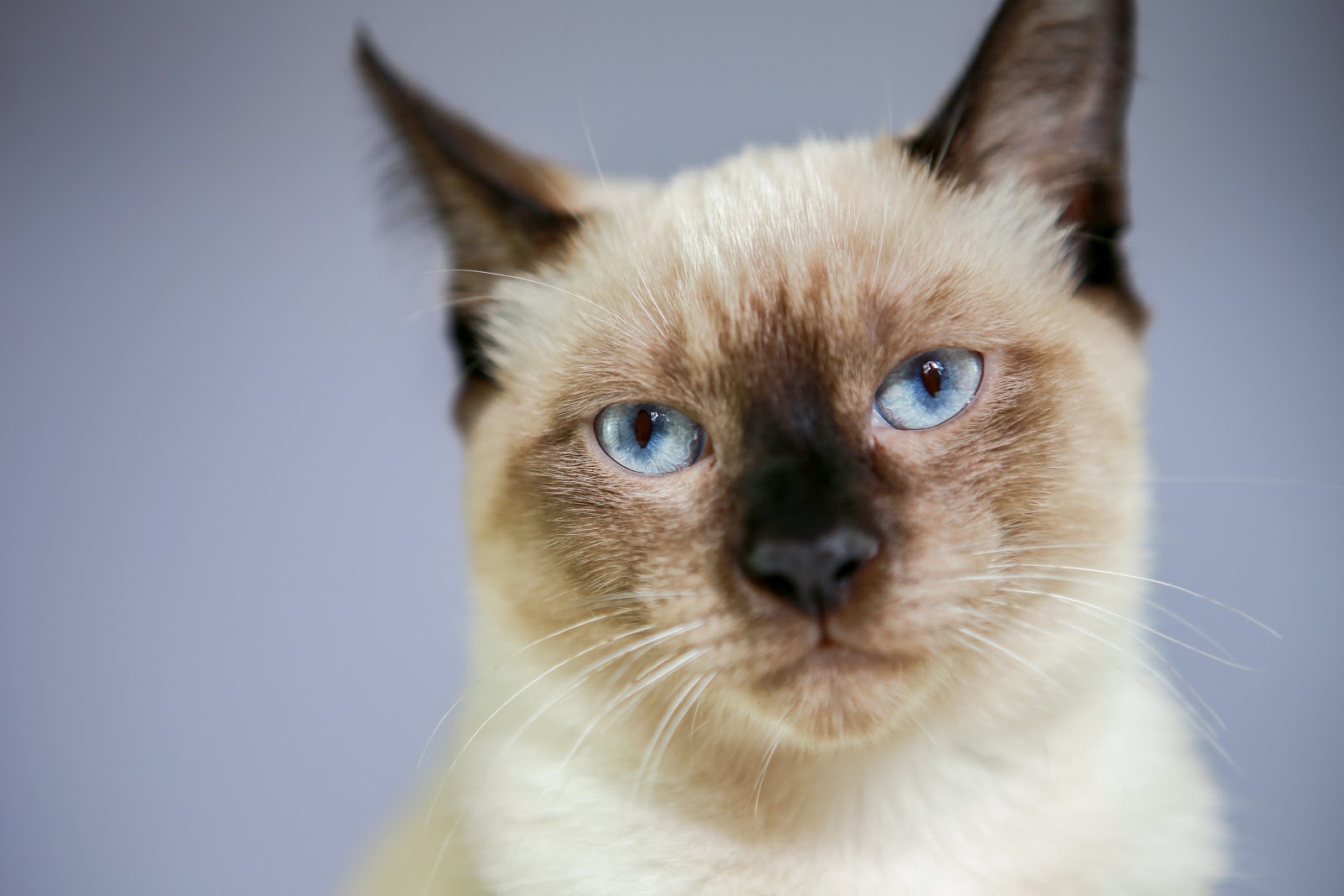 Traditional Siamese Cat looking at the camera