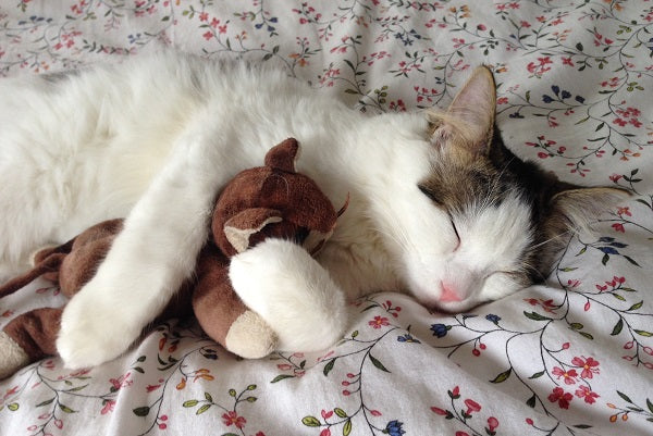 Cute white tabby cat sleeping with a teddy bear