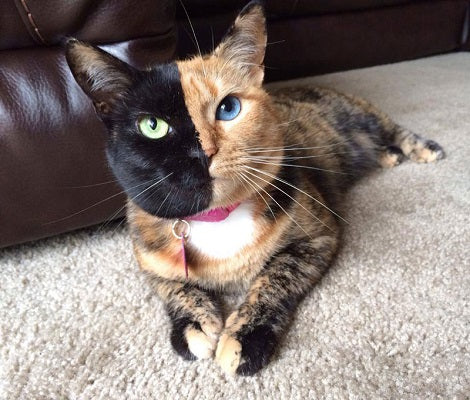 A tortoiseshell cats venus who is possibly a chimera cat