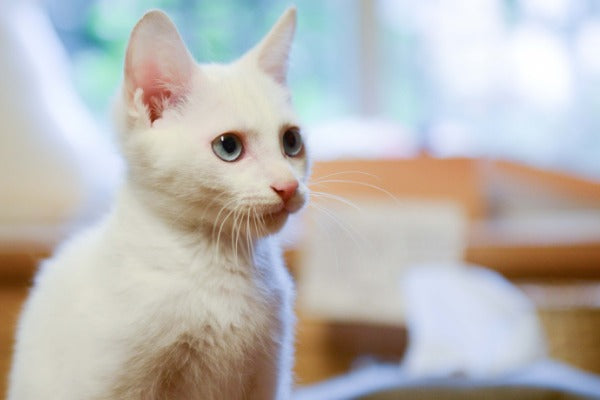 Turkish Angora is one of the most vocal cat breeds