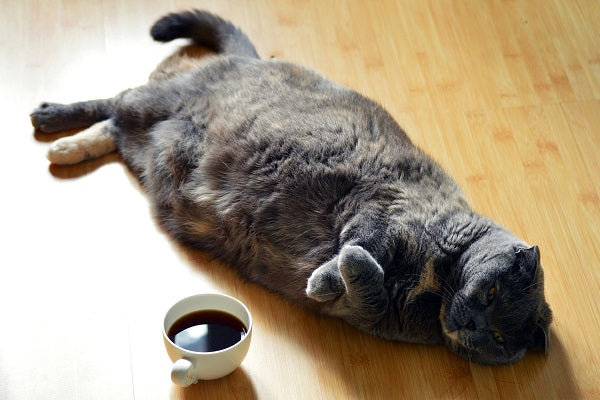 Calico overweight cat laying on the floor next to a cup of coffee