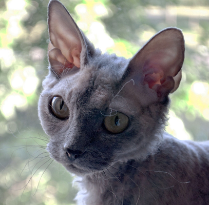 cute gray devon rex cat with green eyes