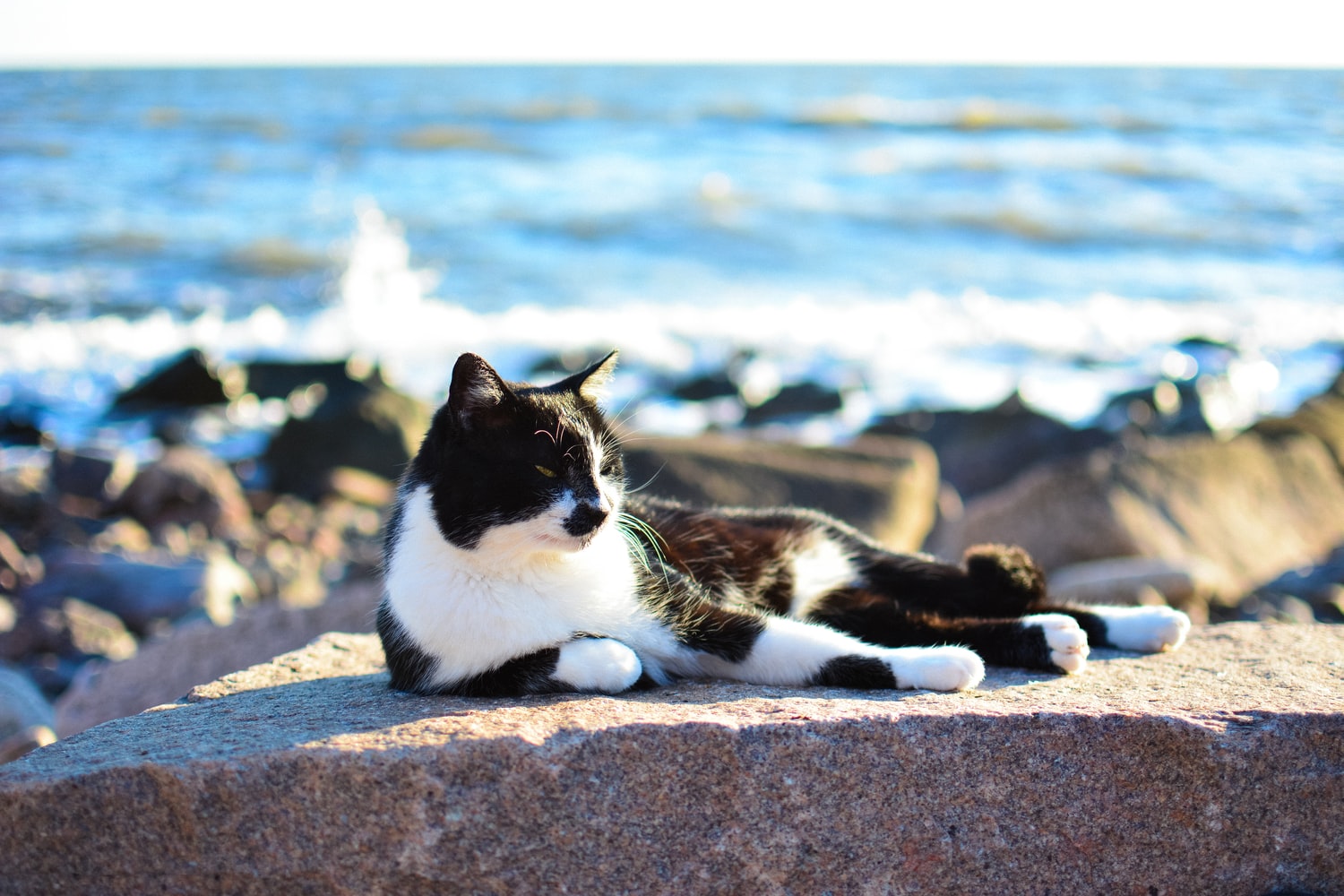 beautiful bicolor cat on a beach