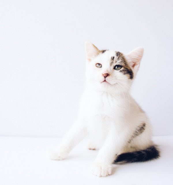 A young white and tabby kitten